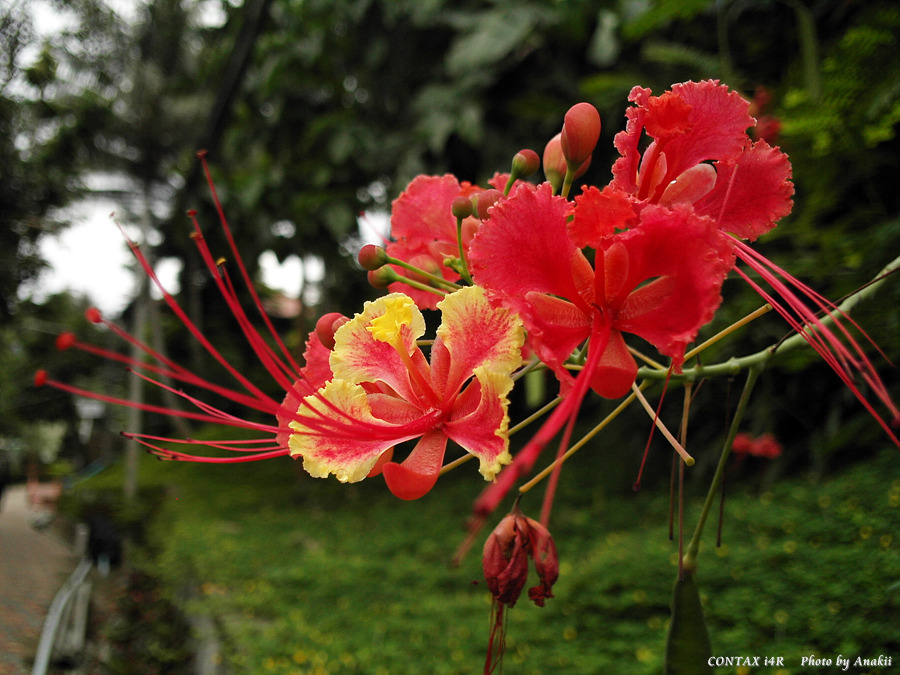 06.01.03.T.Hibiscus1.jpg