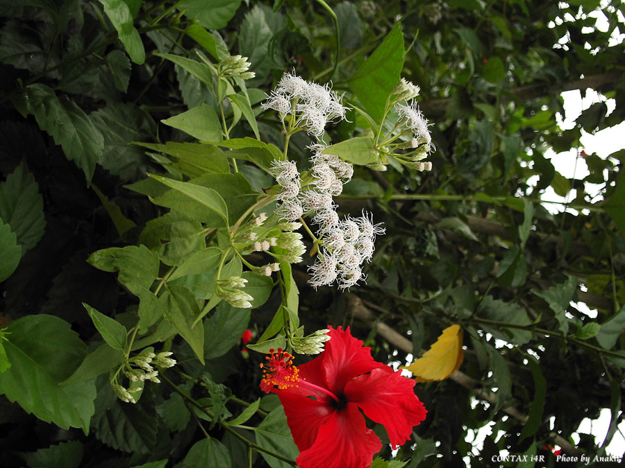 06.01.03.T.Hibiscus9.jpg