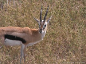 0816_Serengeti-45.jpg