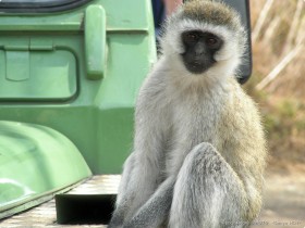 0817_Ngorongoro-23.jpg