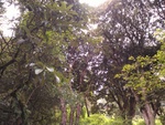 숲